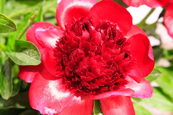 Blomma Dubbel Röd Pion Röd Charm Blommande Paeonia Lactiflora Suddig — Stockfoto