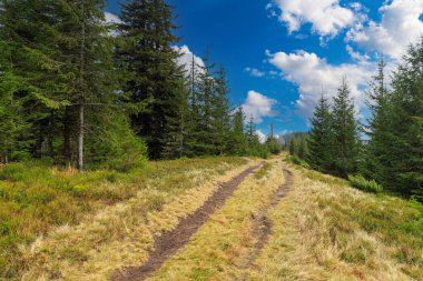 Dağ sonbahar manzarası. Dağ tepelerinin arka planında yürüyüş parkuru. Kostrycha sıradağları. Kostrych Dağı. Karpatlar. Ukrayna. Turizm merkezi, aktif turizm