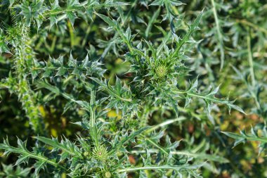 Cynara 'nın yeşil dikenli yaprakları, enginar, desen çiçekli doğal arka plan. Üst görünüm 