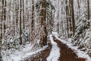 Dağdaki karlı ağaçların arasında kirli yol kıvrılıyor. Dağ lgrovets 'a giden patika, Stara Huta. Ukrayna. Ukrayna Karpatları 'nda kış manzarası. Kış doğası