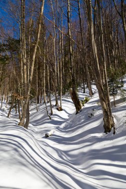 Dağlar kış manzarası. Karlı bir yamaç, güneşli kış gününde gölgeli çıplak ağaçlar. Yahidna dağına yürüyüş yolu. Ukrayna Karpatının Doğası 
