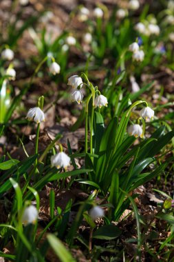 Baharın erken saatlerinde bahçede açan yumuşak beyaz çiçekler..