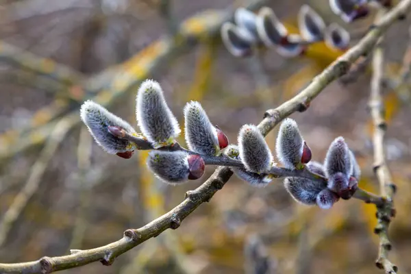 Gentle gray pussy willow branches with catkins on blurred  natural background,  macro photo. Flowering pussy-willow close-up. Springtime, spring nature