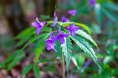 Dentaria glandulosa. Cardamine Bezelye. Ormanda çiçek açan menekşe çiçekleri, yakın plan. Doğal arka planda ilk bahar yabani çiçeği, seçici odak