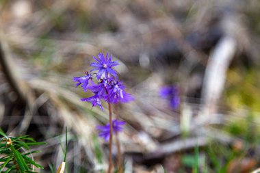 Soldanella montana, snowbell. Wildflowers  in forest, closeup. First spring wild flower on  natural blurred background , selective focus clipart