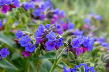 Bahar çayırında çiçek açan Pulmonaria officinalis. Genel Ciğerotu bulanık doğal arkaplanı kapat, seçici odaklan  