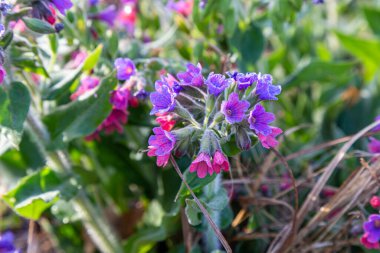 Bahar çayırında çiçek açan Pulmonaria officinalis. Genel Ciğerotu bulanık doğal arkaplanı kapat, seçici odaklan  