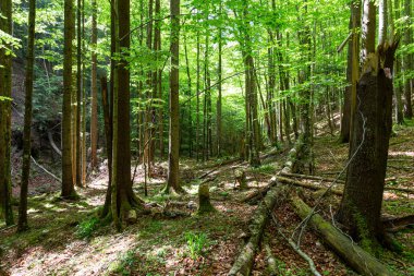 Bagrivets dağ nehri ve Yaremche 'deki yeşil orman. Carpathian Ulusal Parkı. Ukrayna 