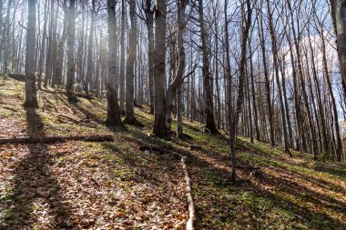 Spring forest on a mountain slope in sunlight. Location: Yavirnyk mountain trail.  Carpathians. Ukraine.  clipart