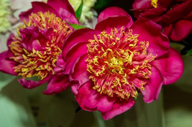 Peeonia çiçeği. Çift gül, parlak altın uçlu, şakayık Aztek, laktiflora. Çiçek açan peeonia yakın çekim