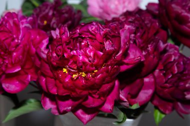 Peeonia çiçeği. Duble koyu kırmızı şakayık, lactiflora. Çiçek açan peeonia yakın plan