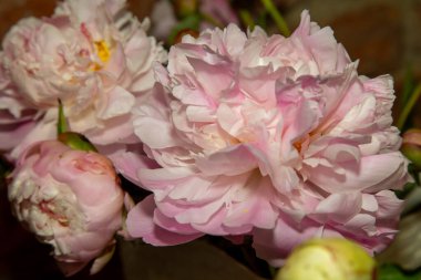 Peeonia çiçeği. Çift pembe şakayık Agnes Mary Kelway, laktiflora. Çiçek açan peeonia yakın çekim