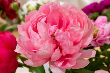 Çiçek yarı-pembe kiraz kırmızısı şakayık kırmızısı Cytherea, çiçek açan peeonia lactiflora, yakın plan.