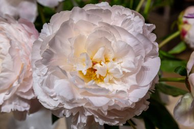 Çiçek, duble krem rengi beyaz şakayık Carl G. Klehm, yaz bahçesinde lactiflora doğal bulanık yeşil arka planda, yakın plan.