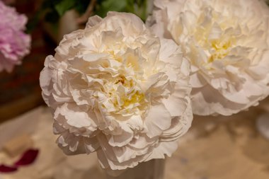 Blooming flower, double white peony  K-Nina, paeonia lactiflora on natural blurred  background,  closeup clipart