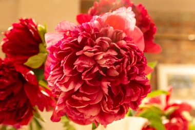 Çiçek açan, duble kırmızı şakayık Noel Kadifesi, doğal bulanık arka planda peeonia laktiflora, yakın plan