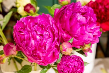 Çiçek açan, duble pembe şakayık Douglas Brand, doğal bulanık arka planda peeonia lactiflora, yakın plan.