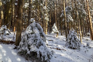 Güneşli kış gününde dağ ormanlarında karlı dağ yürüyüşü patikası. Ukraynalı Karpatyalı. Stara Huta 'daki patika. Ukrayna. Seyahat, yürüyüş, aktif turizm