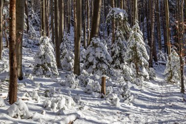 Güneşli kış gününde dağ ormanlarında karlı dağ yürüyüşü patikası. Ukraynalı Karpatyalı. Stara Huta 'daki patika. Ukrayna. Seyahat, yürüyüş, aktif turizm