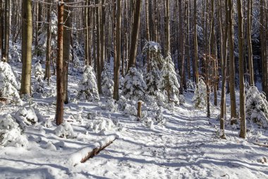 Güneşli kış gününde dağ ormanlarında karlı dağ yürüyüşü patikası. Ukraynalı Karpatyalı. Stara Huta 'daki patika. Ukrayna. Seyahat, yürüyüş, aktif turizm