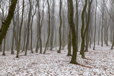 Kış ormanında mistik yoğun sis. Çıplak ağaç gövdeleri arasındaki süt buğusu karın arka planına karşı. Karlı ormanda sisli bir gün 