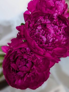 Paeonia çiçeği Avis Varner. Koyu kırmızı, büyük çift top, laktiflora. Çiçek açan peeonia yakın plan