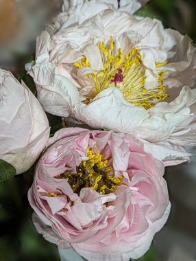 Peeonia çiçeği kızaran prenses. Kızarık pembe, yarı duble, laktiflora. Çiçek açan peeonia yakın plan