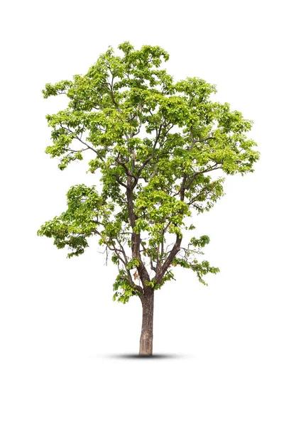 Trädet Ser Vacker Isolerad Vit Bakgrund — Stockfoto
