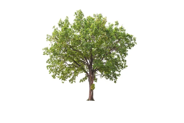 Der Baum Sieht Schön Aus Isoliert Auf Weißem Hintergrund — Stockfoto
