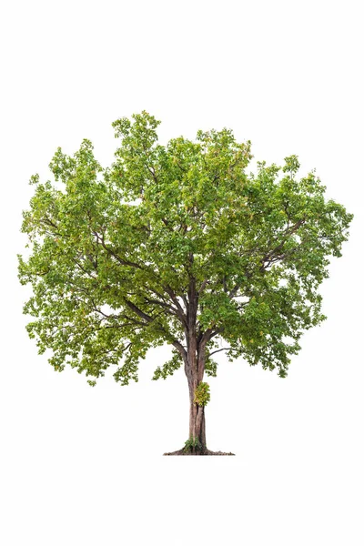Trädet Ser Vacker Isolerad Vit Bakgrund — Stockfoto