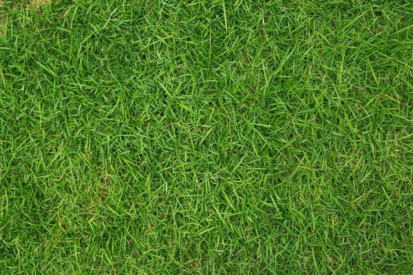 Tekstura Zielonej Trawy Tle — Zdjęcie stockowe