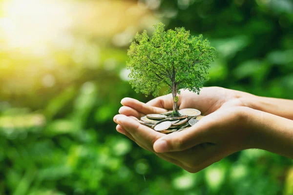 Növénytermesztés Egy Halom Érmén Kéznél Befektetési Koncepciók Üzleti Életben — Stock Fotó