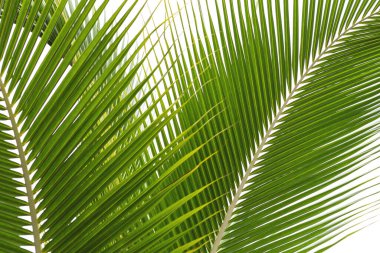 Beyaz arkaplanda izole edilmiş güzel hindistan cevizi yaprağı.