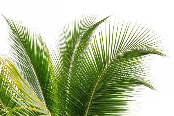 Krásné Kokosové Listy Izolované Bílém Pozadí — Stock fotografie