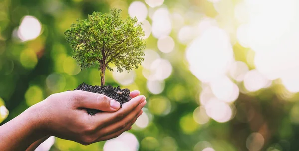 stock image Tree planting on volunteer family's hands for eco friendly and corporate social responsibility campaign concept