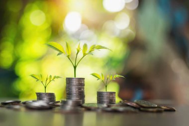 Bozuk paralar, adım büyüyen bitki ve güneş ışığıyla istiflenir. konsept tasarruf parası 