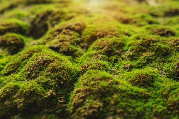 stock image Lichen that grows on the rocks in the wild.