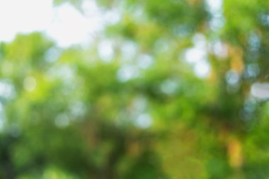 Bulanık bir arkaplanda yeşil bokeh Yapraklardan doğal yeşil bokeh