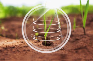 Sabahları yumuşak güneş ışığı olan topraktaki bitkilerin büyümesi..