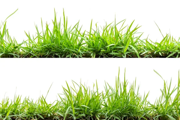 stock image Green grass, isolated on a white background