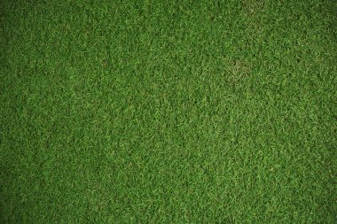 Arkaplan için yeşil çimenlerin dokusu