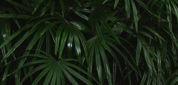 stock image Natural green leaves Background texture leaves