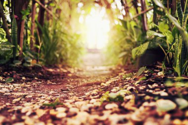 Yolun her iki tarafında ağaçlar olan doğa ve orta kanalda parlayan güneş ışığı..