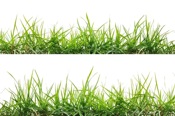 Zielona Trawa Odizolowana Białym Tle — Zdjęcie stockowe