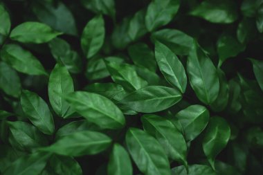 Doğal yeşil yapraklar arkaplan dokusu yaprakları