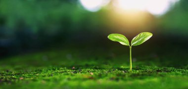 Açık yeşil ağaçlar doğal olarak büyür.