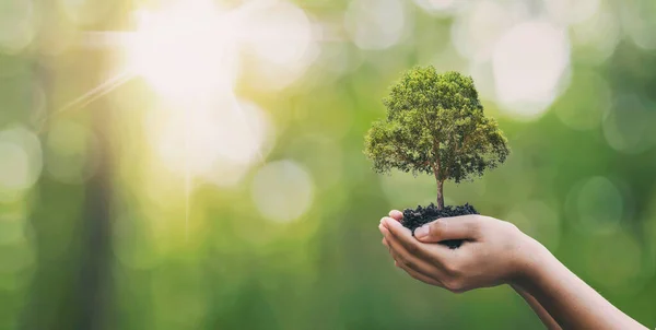 stock image Tree planting on volunteer family's hands for eco friendly and corporate social responsibility campaign concept