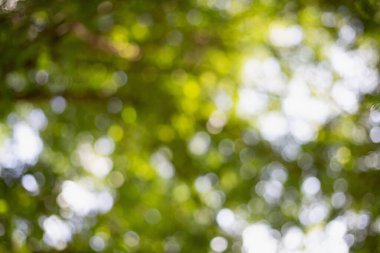 Bulanık bir arkaplanda yeşil bokeh Yapraklardan doğal yeşil bokeh