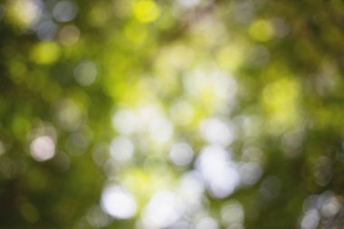 Bulanık bir arkaplanda yeşil bokeh Yapraklardan doğal yeşil bokeh