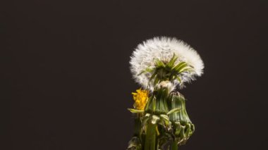 Nature in slow motion opening dandelion, plant grass greenery
